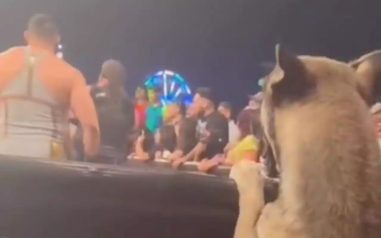 Perrito disfruta de la lucha libre en primera fila y 'echa porras' | Video