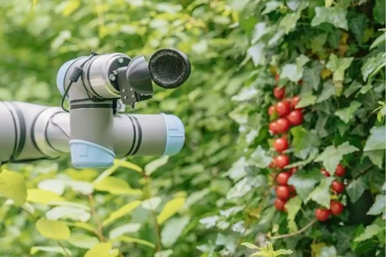 Diesen Ernte-Roboter für Tomaten hat ChatGPT entworfen - bauernzeitung.ch