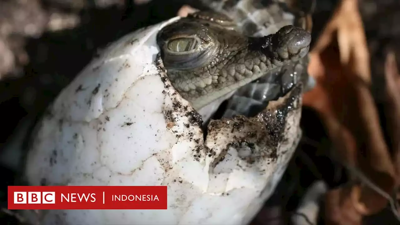 Pertama di dunia, buaya betina membuat dirinya hamil tanpa peran buaya jantan - BBC News Indonesia