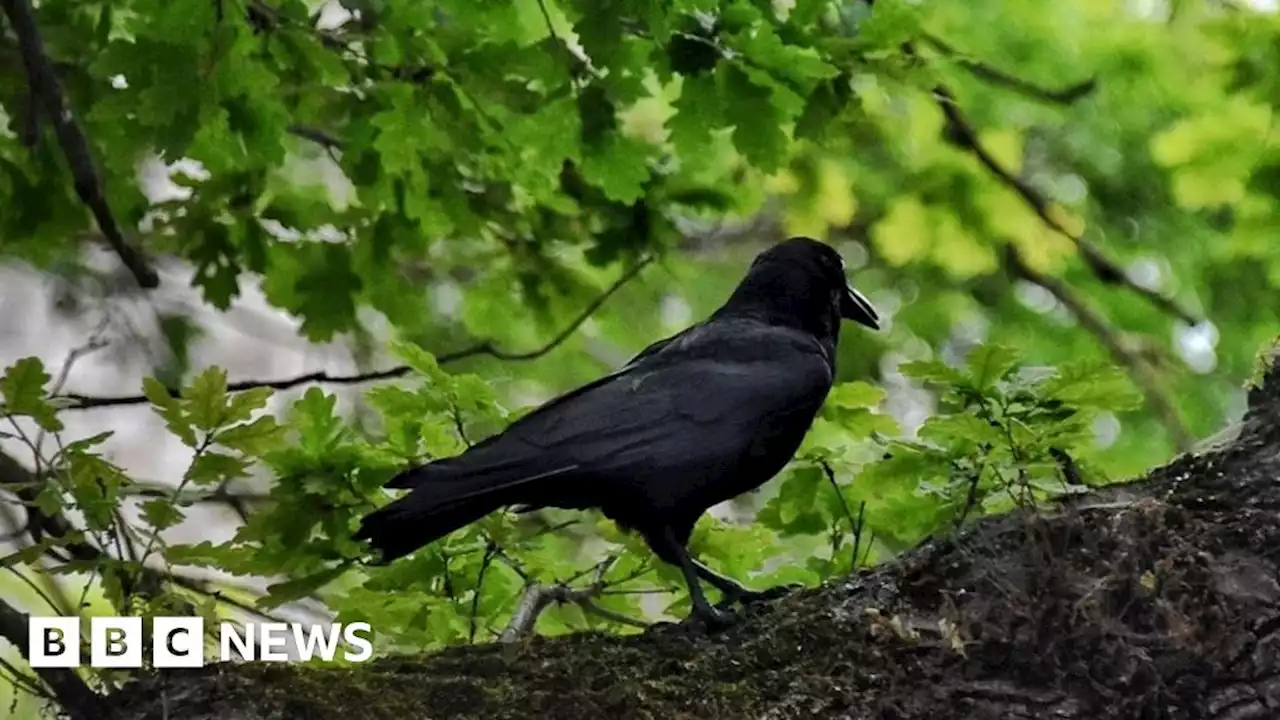 Loughton's swooping crow leaves residents bleeding