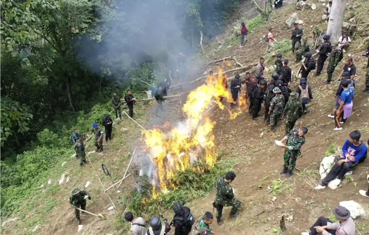 BNN Bakar Ladang Ganja 1,5 Hektare di Sumut