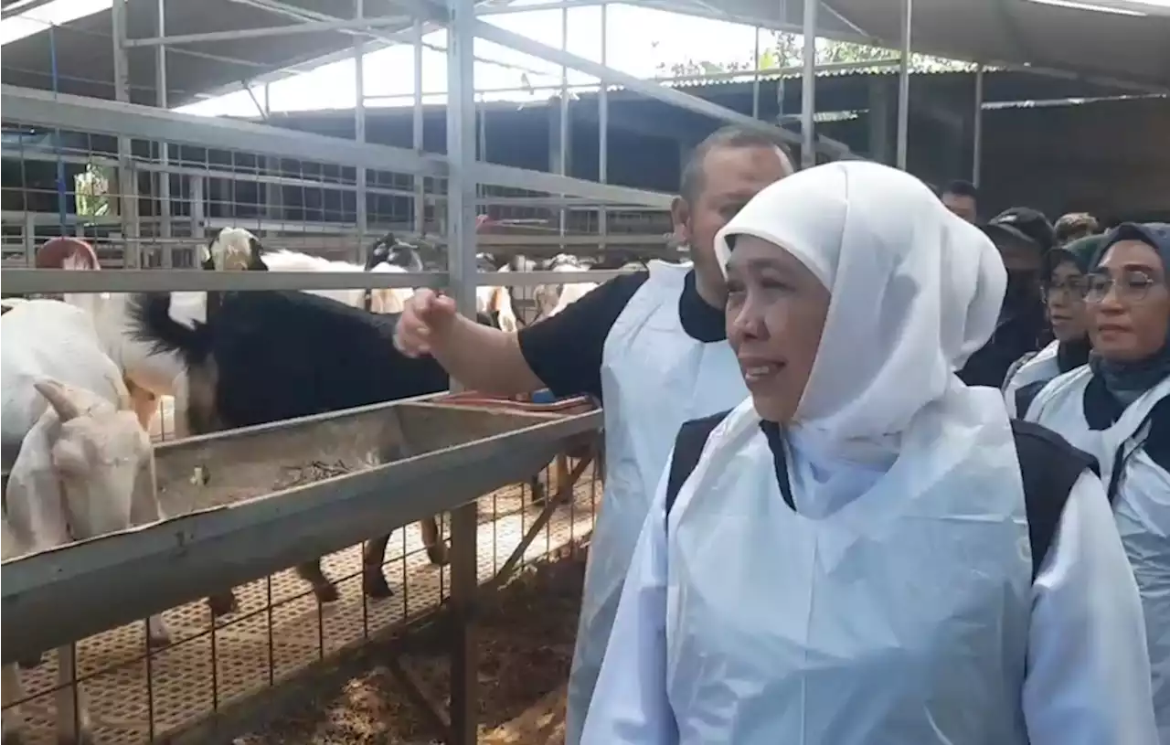 Gubernur Khofifah Pastikan Stok Kebutuhan Hewan Kurban di Jatim Aman