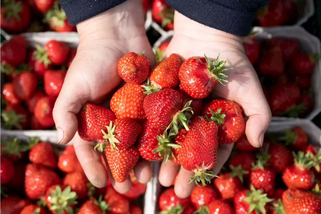 Pestizid-Rückstände in Erdbeeren: Bundesinstitut mit neuer Risikobewertung