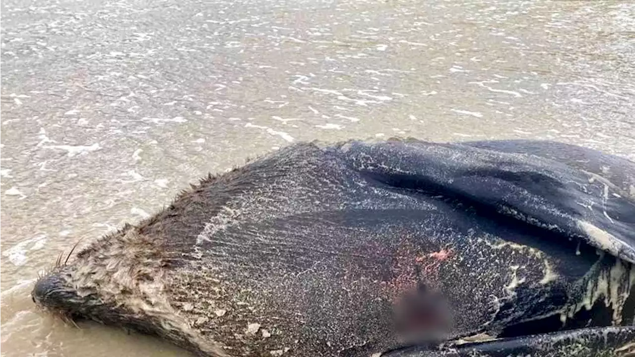 Six Cape fur seals with stab wounds wash ashore on Long Beach