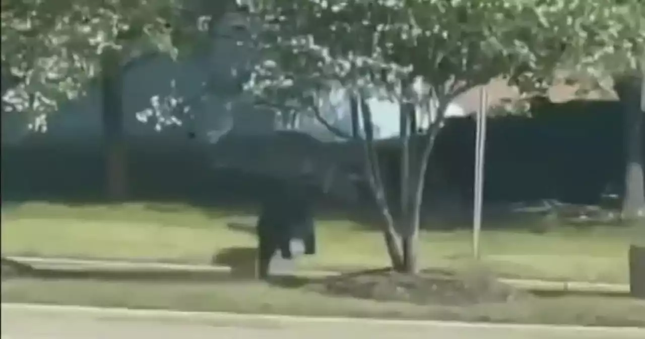 Parent spots bear near Gurnee daycare center, popular mall