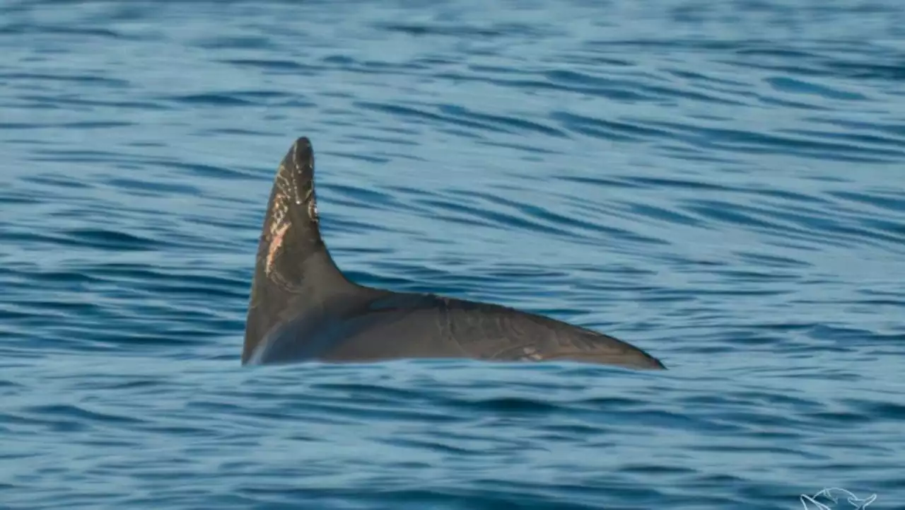 Vaquitas still exist, but barely: Sea 'panda' survey