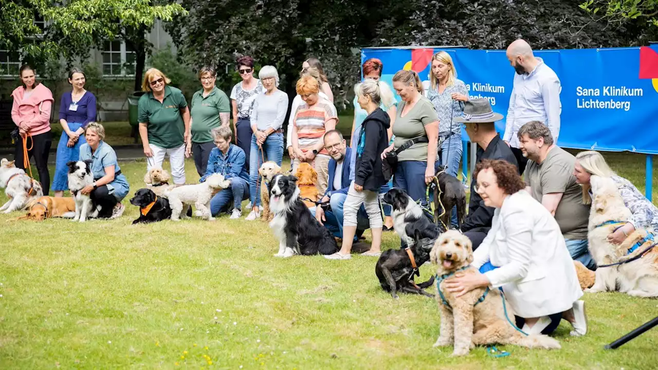 Therapie-Hunde: Mehr Kliniken setzen auf Dr. med. WauWau!