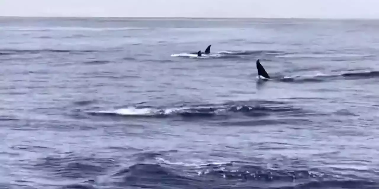 In unusual orca sighting, tour spots at least 20 killer whales off San Francisco