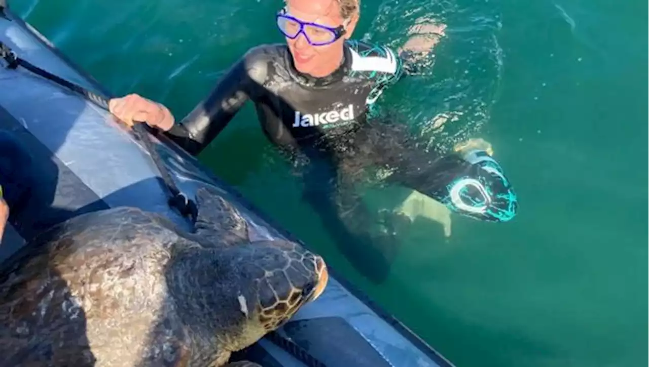 Federica Pellegrini adotta e accompagna tra le onde «Libera», la tartaruga marina salvata da Legambiente