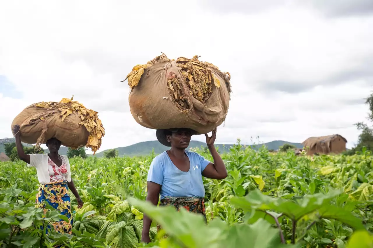 NORTHERN EXPOSURE OP-ED (PART THREE): South Africa’s elite handsomely benefit from land reform too