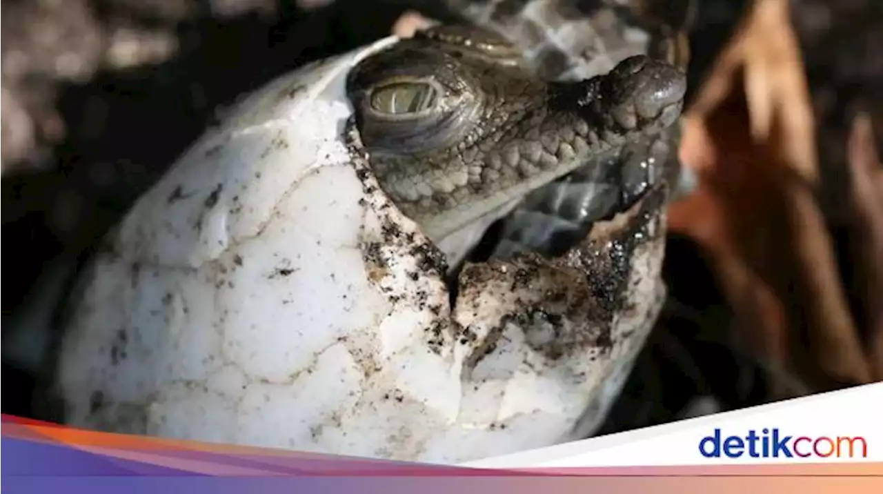 Pertama di Dunia, Buaya Betina Membuat Dirinya Hamil Tanpa Peran Jantan