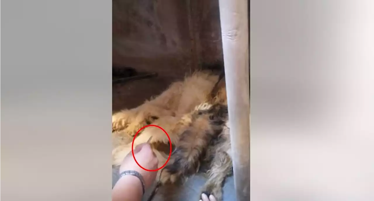 Duermen al perrito “Manchas” para que deje de sufrir; lo encuentran con la cadera rota en Tecámac por presunto maltrato