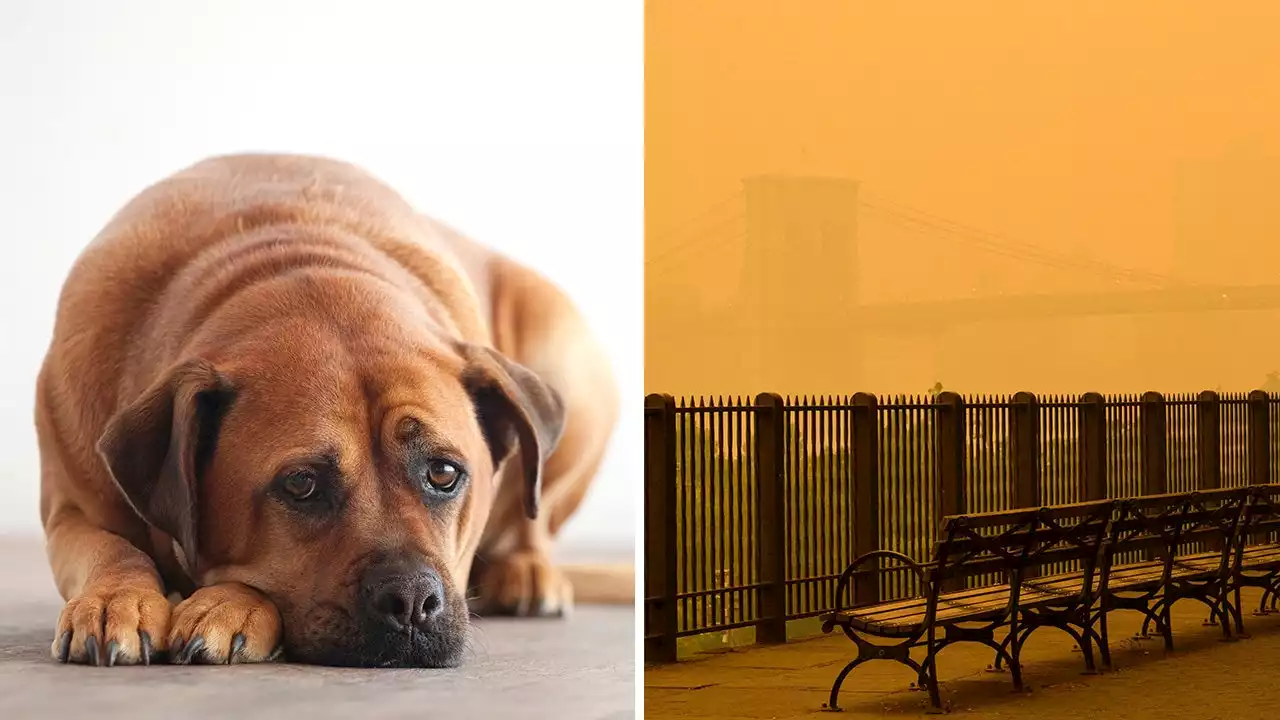 Healthy pet: Keeping beloved animals safe as heavy wildfire smoke drifts across parts of US