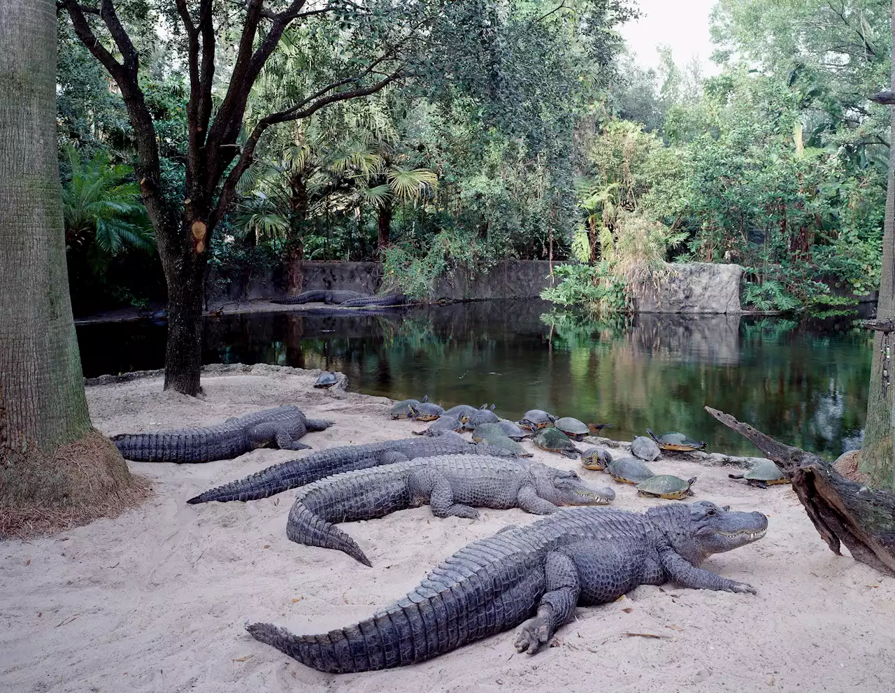 TikToker Arrested After Allegedly Breaking Into Busch Gardens, Entering Alligator Pit