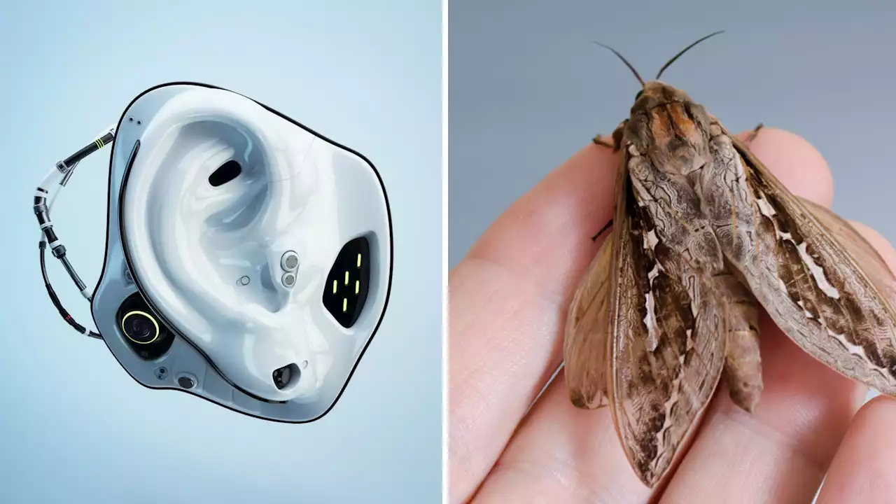 How insect-inspired microphones are revolutionizing our hearing