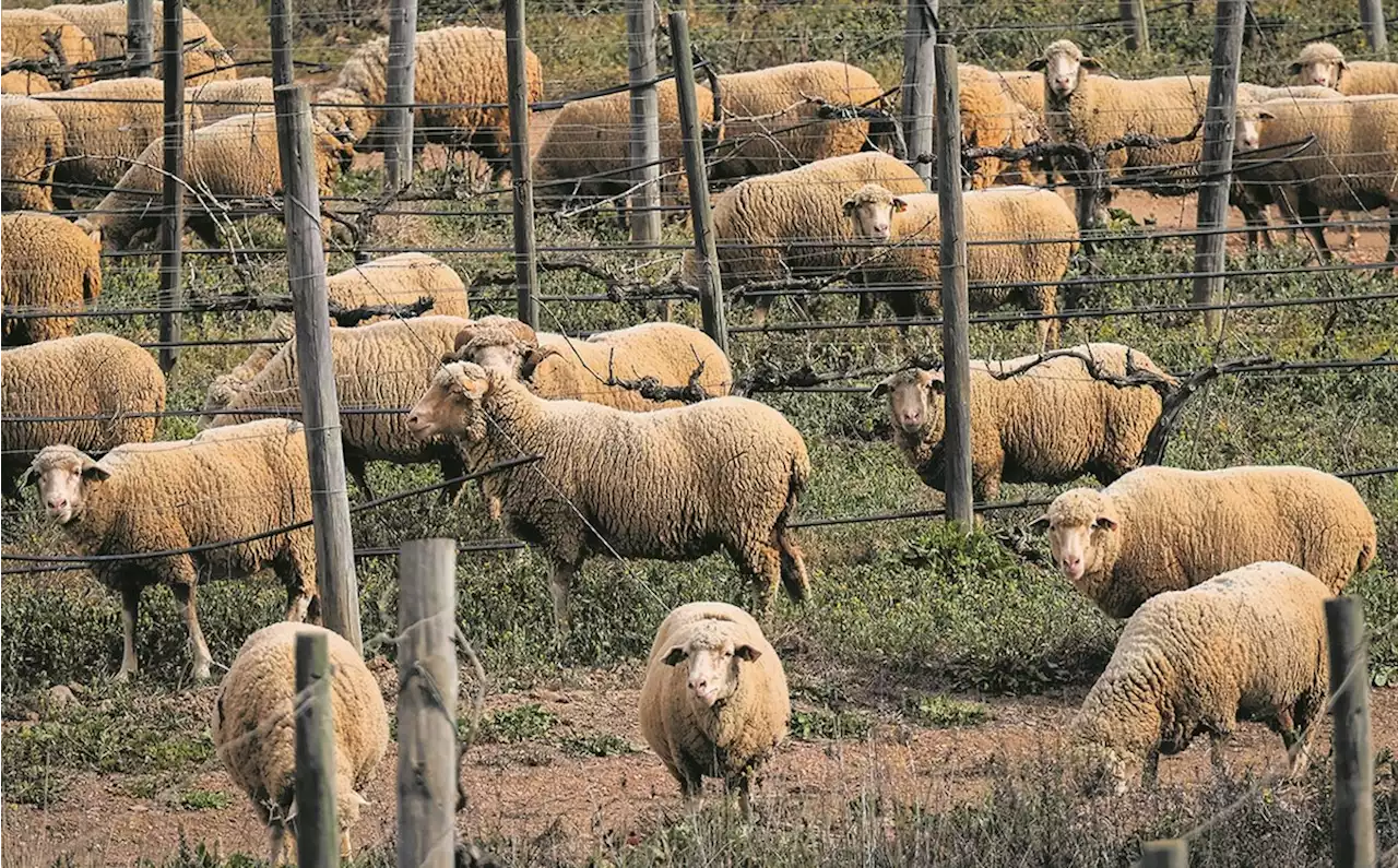 Vinhos de Portugal: conheça o programa de sustentabilidade que vai garantir o futuro do Alentejo