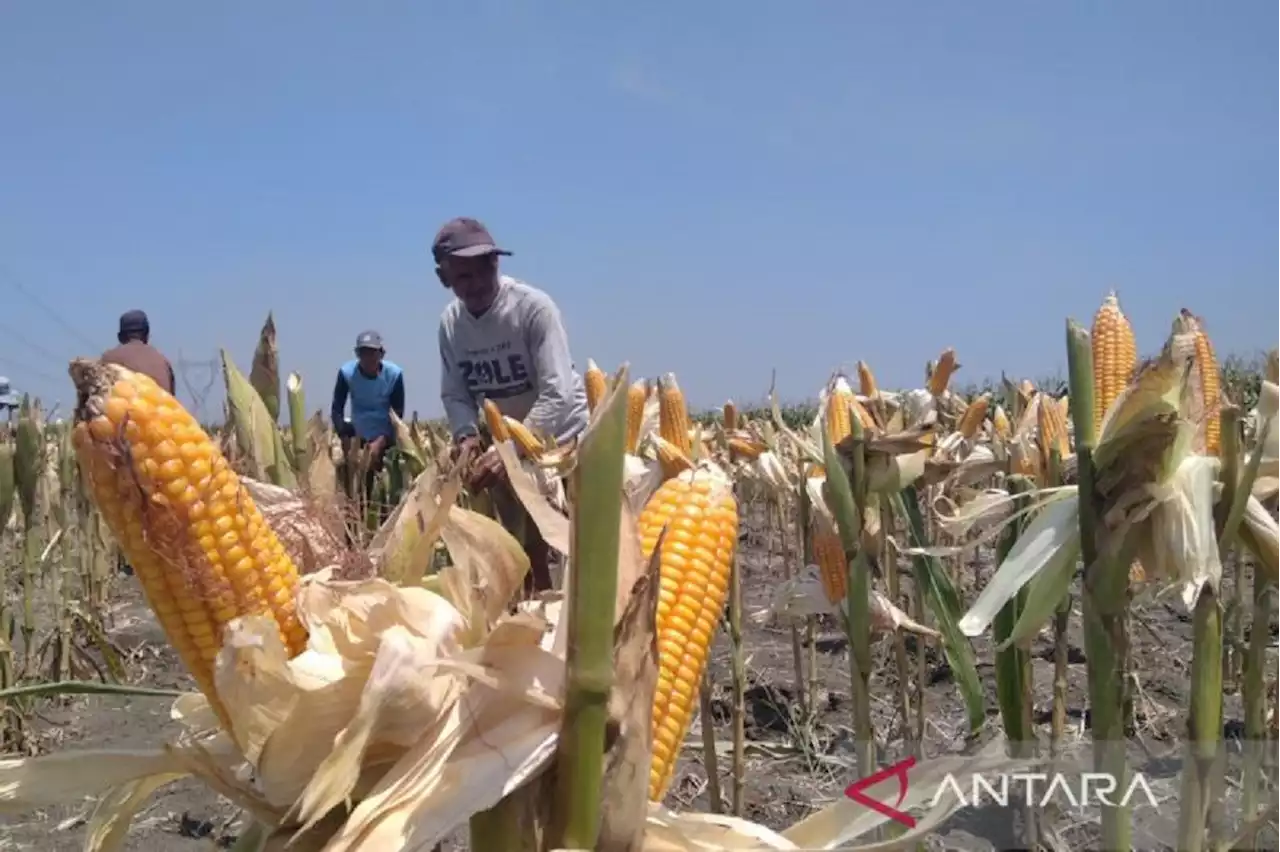 Jelang Panen Raya Jagung di Grobogan, Pemkab Berharap Harga Tak Jatuh