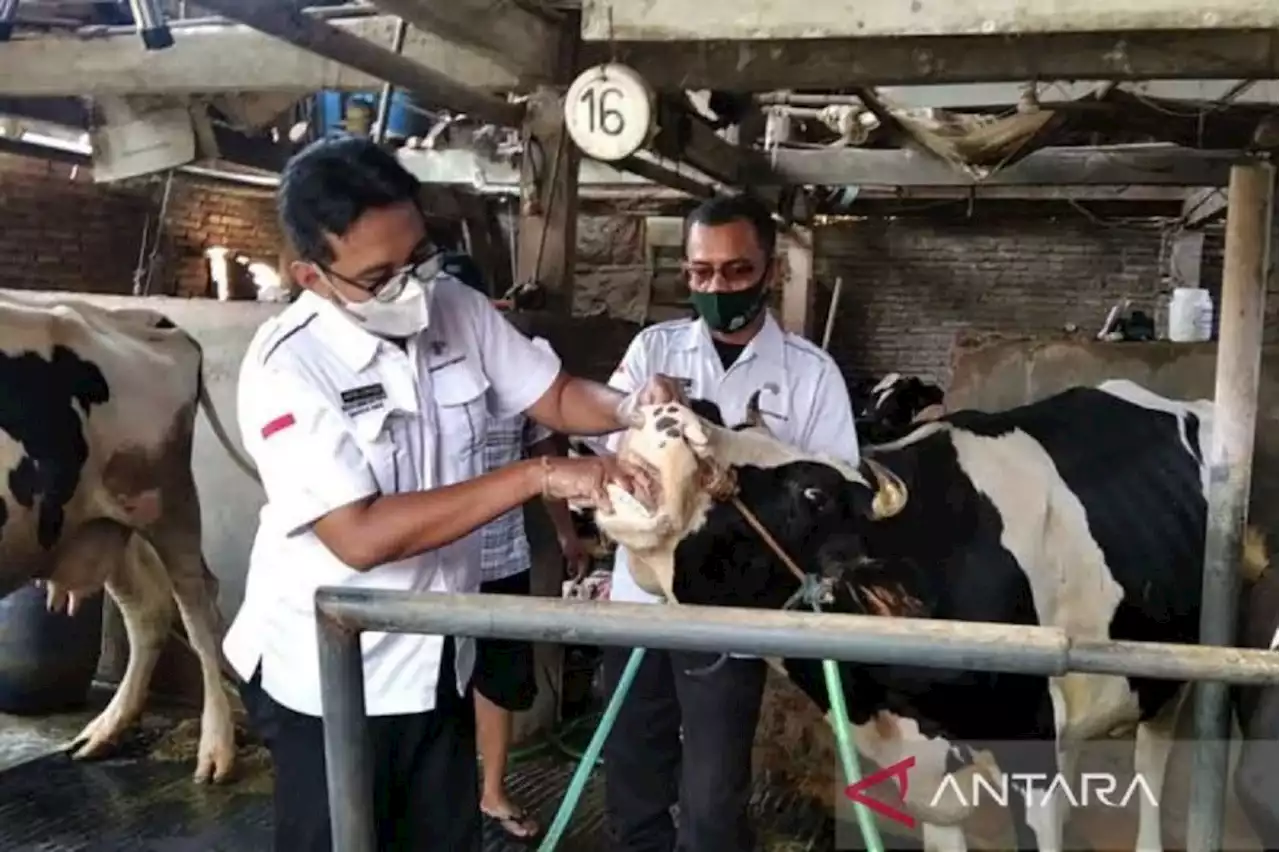 Penyakit Membahayakan Ternak Belum Ditemukan di Kudus, Alhamdulillah