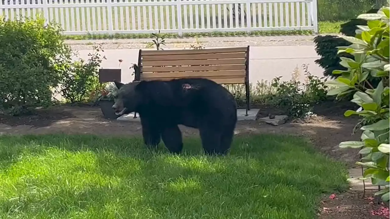 Injured black bear rummages through Mill Creek area, returns to woods