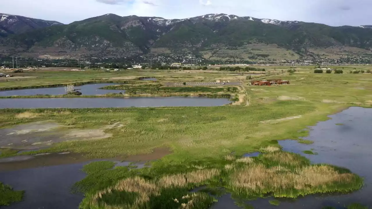 How Utah's record snowpack is impacting the Great Salt Lake's shorebirds