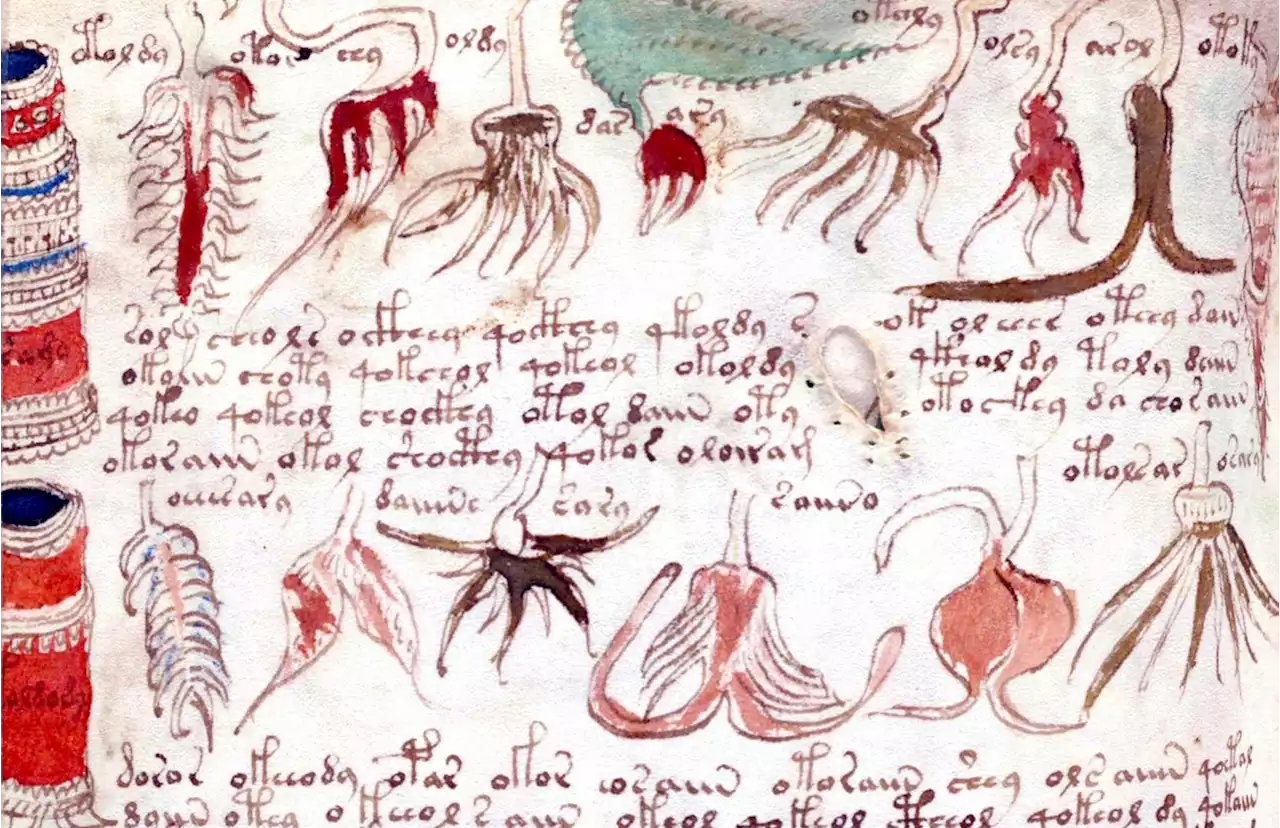 Con ustedes, el manuscrito Voynich