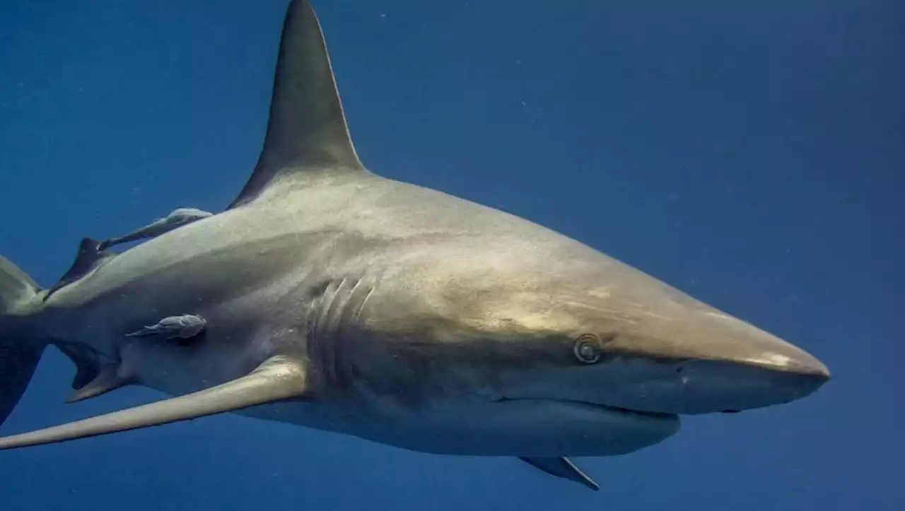 Attaque mortelle de requin : un Russe tué en pleine baignade dans la mer Rouge en Egypte