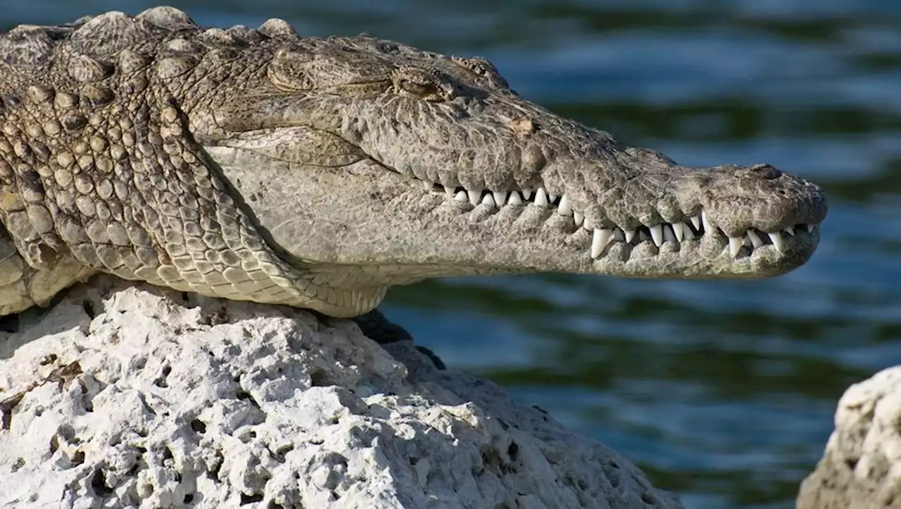 'Naissance vierge' : une crocodile femelle pond des œufs seule, une première mondiale