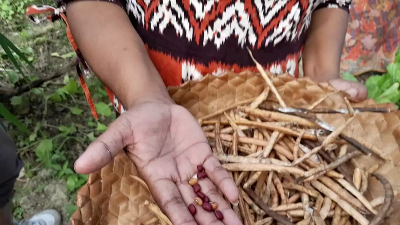 Memaksimalkan Pangan Lokal untuk Tekan Angka Stunting yang Tinggi di Desa Sopo NTT