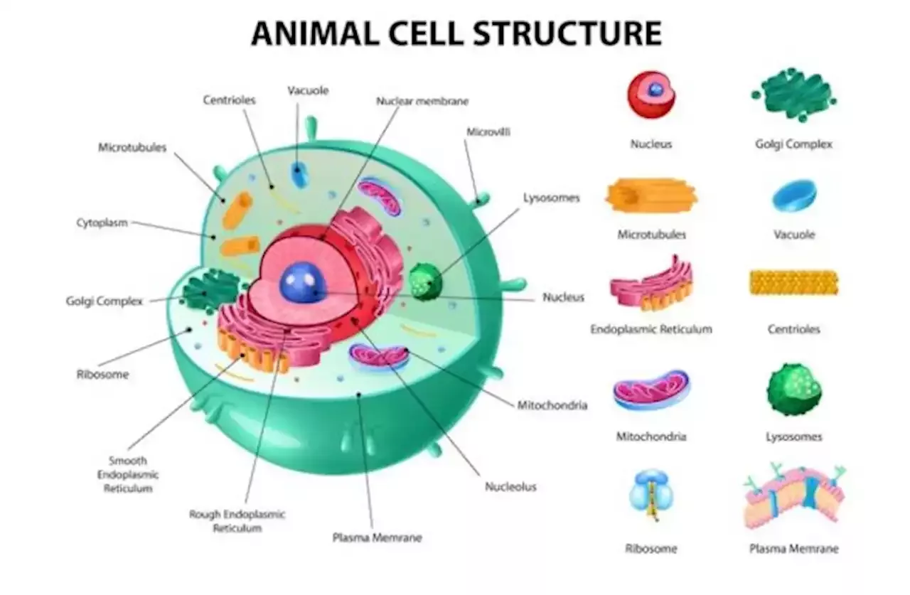 Mengenal Struktur Sel Hewan, Bagian Dan Fungsinya | Indonesia | Head Topics