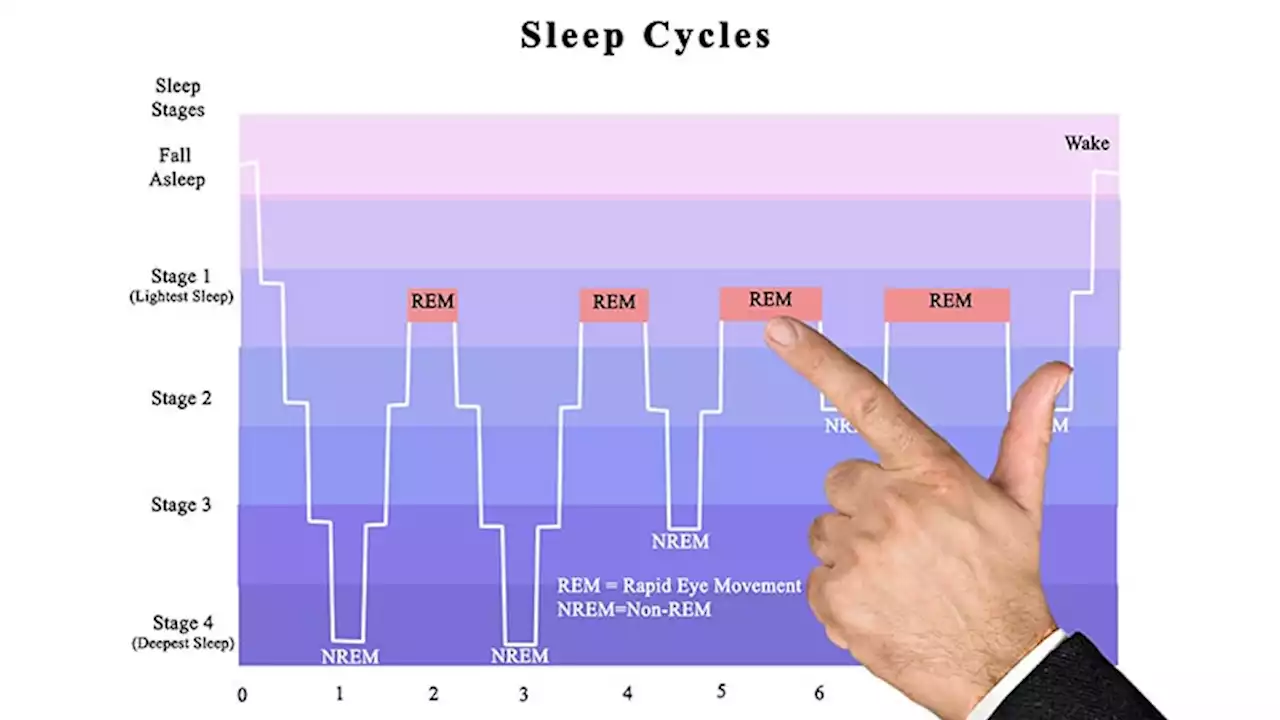 Unlocking the Riddle of REM Sleep