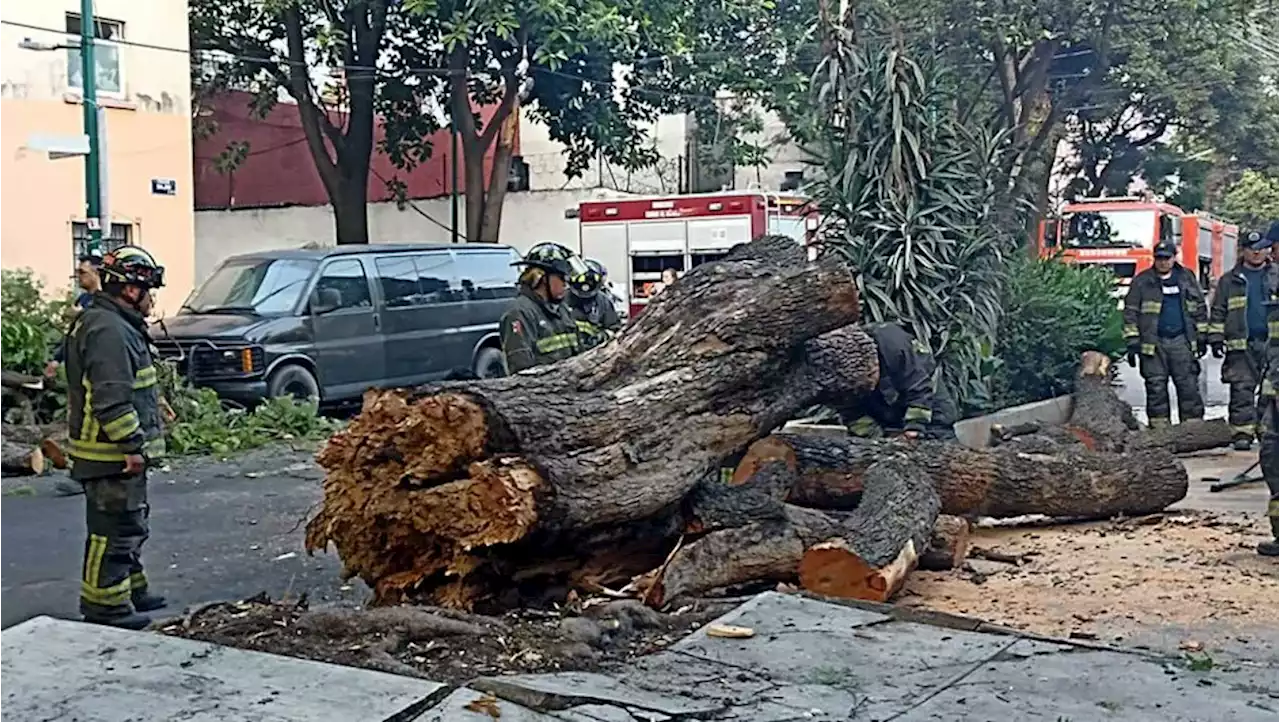 Árbol de 35 metros se desploma en CdMx