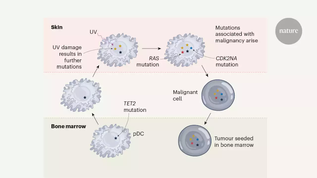 Ultraviolet light shapes the evolution of precancerous cells