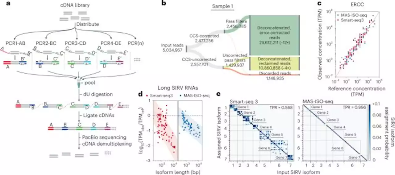 High-throughput RNA isoform sequencing using programmed cDNA concatenation - Nature Biotechnology