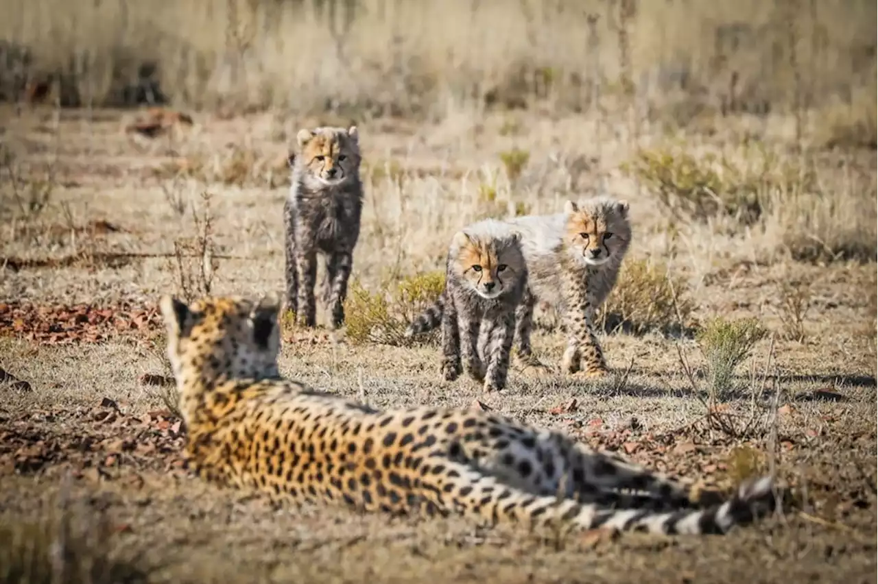 WATCH | Free State game reserve welcomes three cheetah cubs | News24