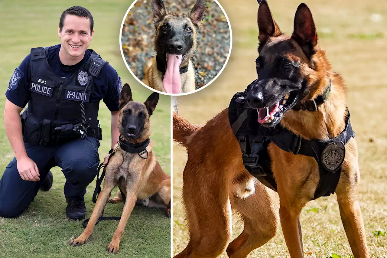 Georgia police K9 dies after being left in hot patrol car with faulty AC