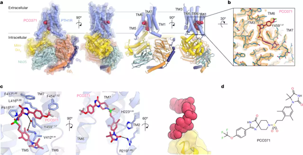 Class B1 GPCR activation by an intracellular agonist - Nature