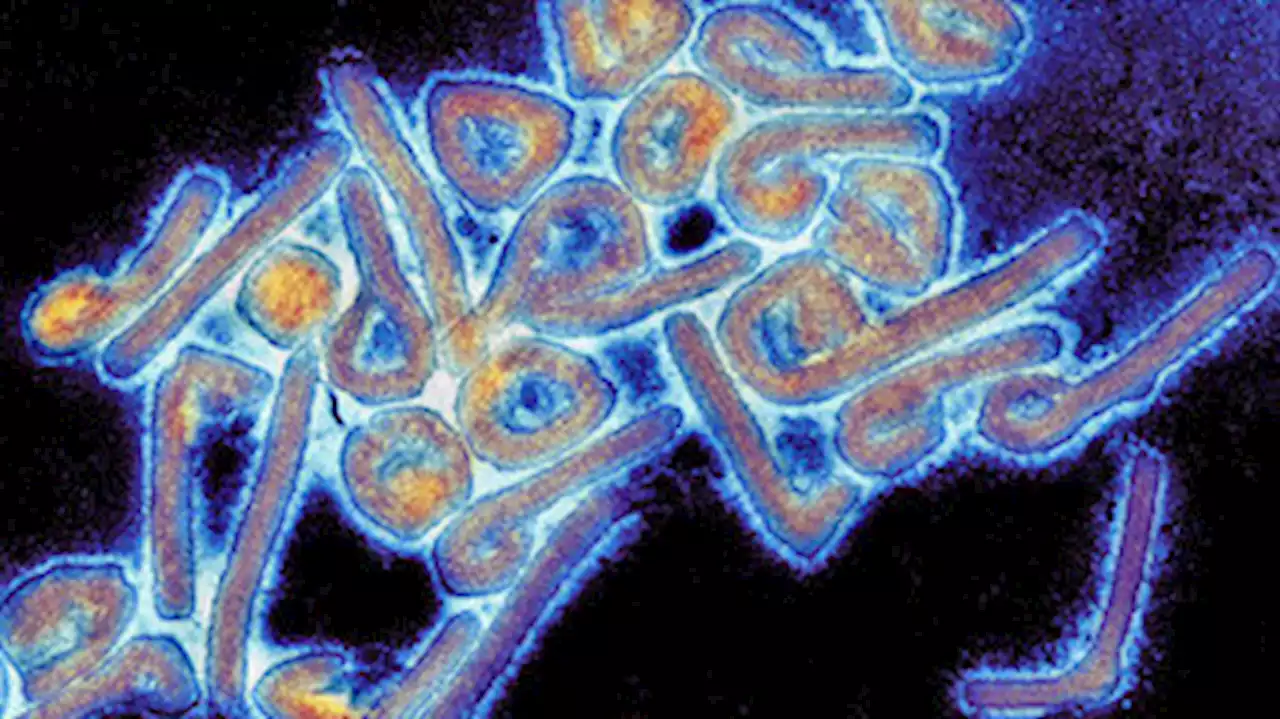 OMS anuncia o fim da epidemia do vírus Marburg na Guiné Equatorial