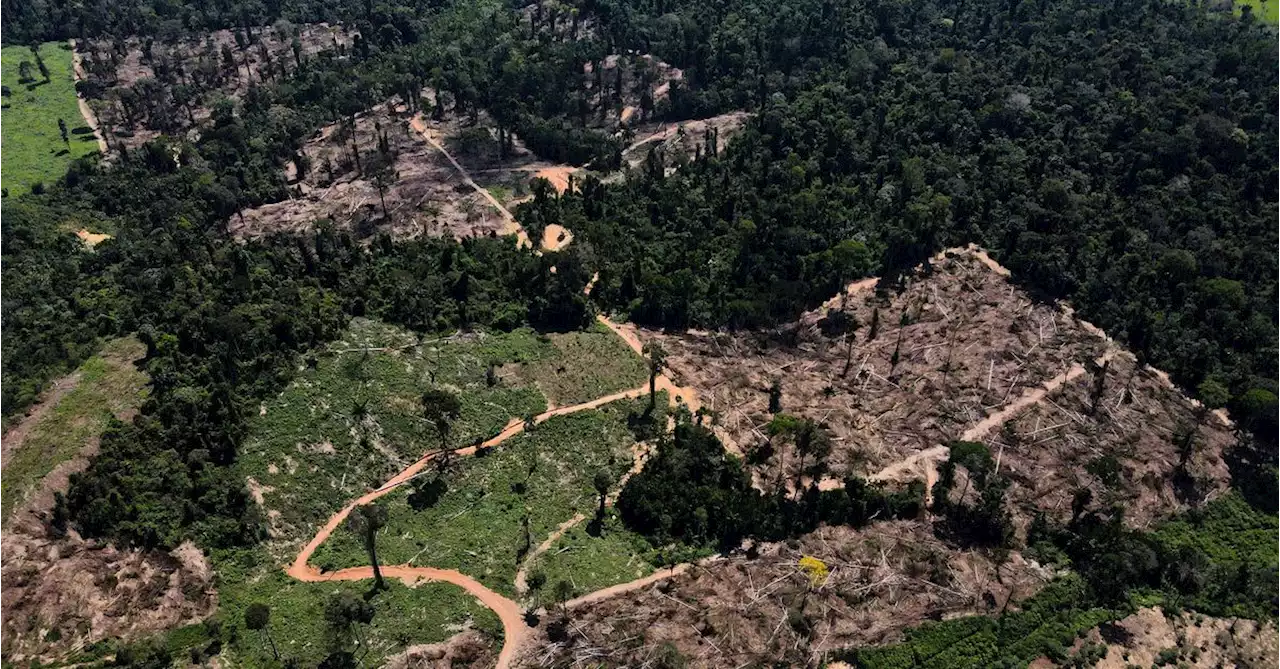 Deforestation in Brazil's Amazon falls nearly 10% in May