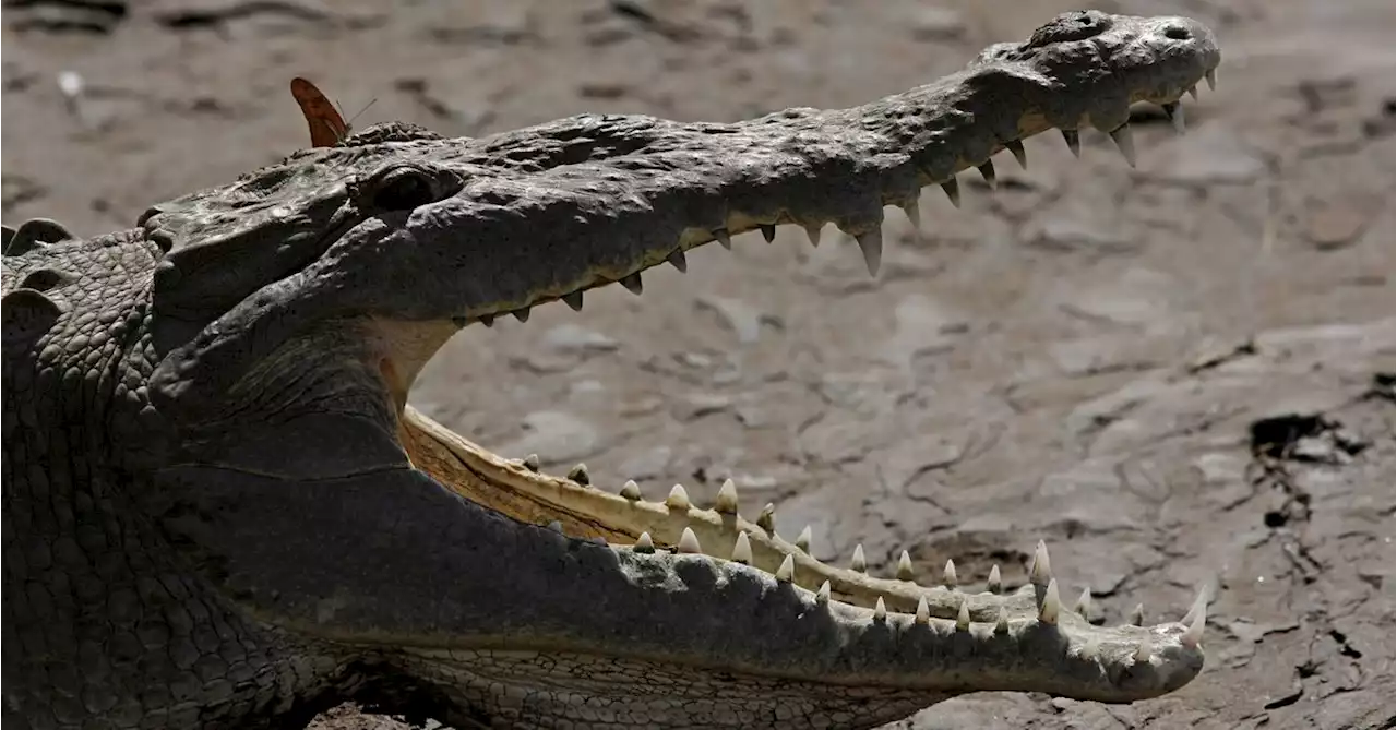 Scientists find crocodile 'virgin birth' at Costa Rica zoo