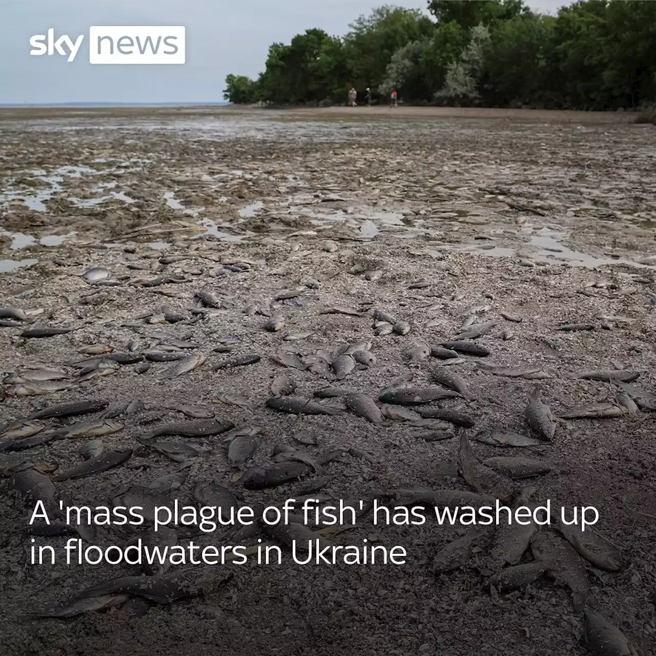 Ukraine-Russia war latest: Dam disaster claims first victims - and Russian official says flooding 'benefits us'