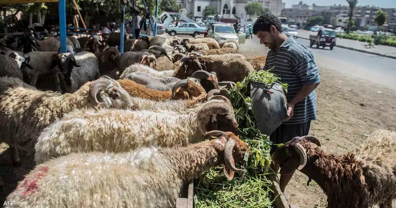 مع ارتفاع الأسعار.. هل يفضل المصريون الأضاحي أم الصكوك؟