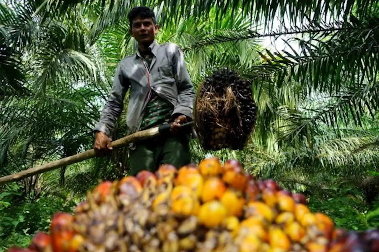 Indonesia and Malaysia seek to soften EU palm oil stance