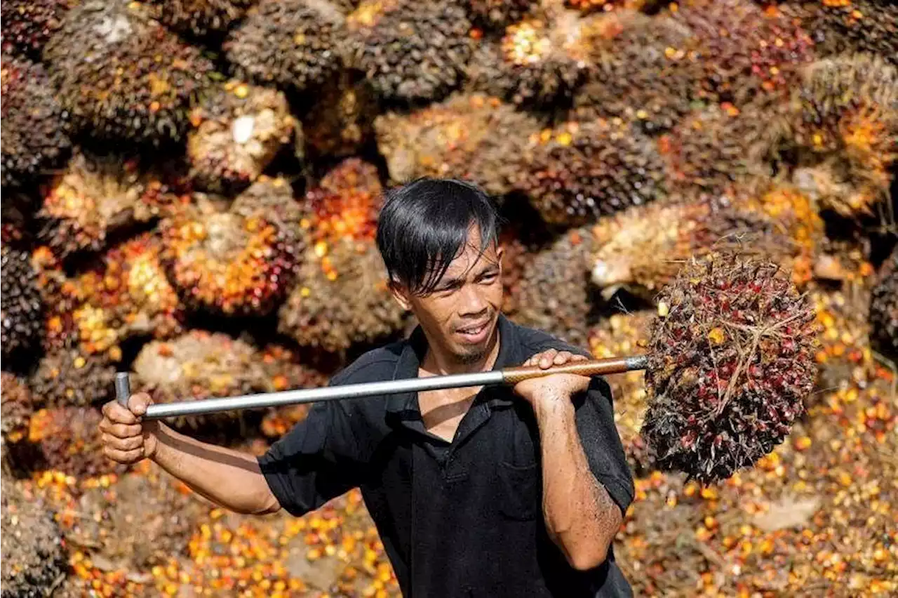 More collaboration between M’sia, Indonesia to fight palm oil ‘discrimination’