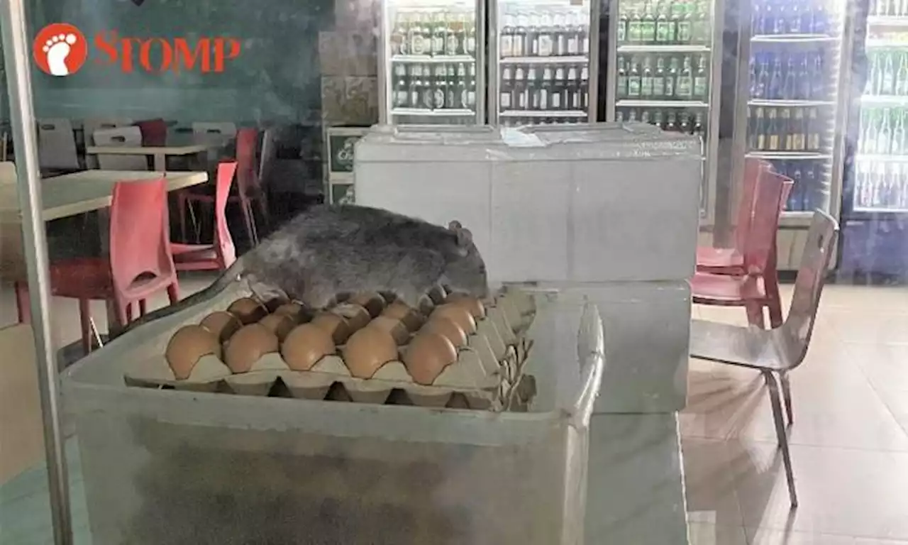 Big rat spotted on trays of eggs in People's Park Complex food court, SFA investigating