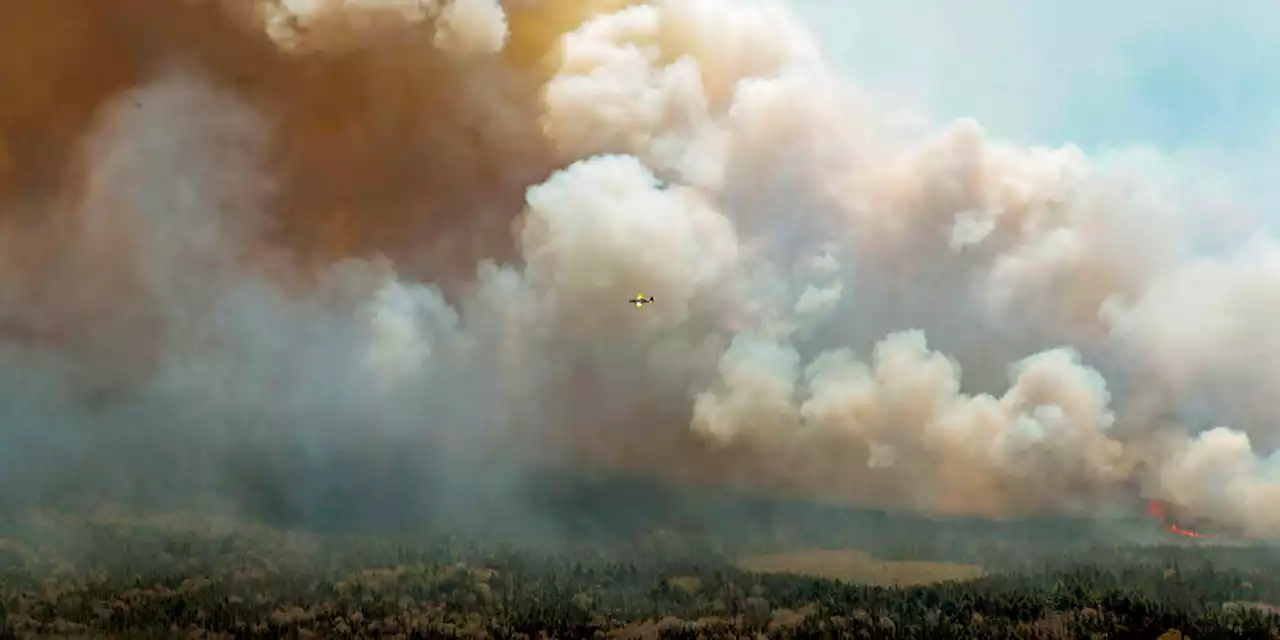 Waldbrände befeuern Klimakrise: Unsere Betten brennen