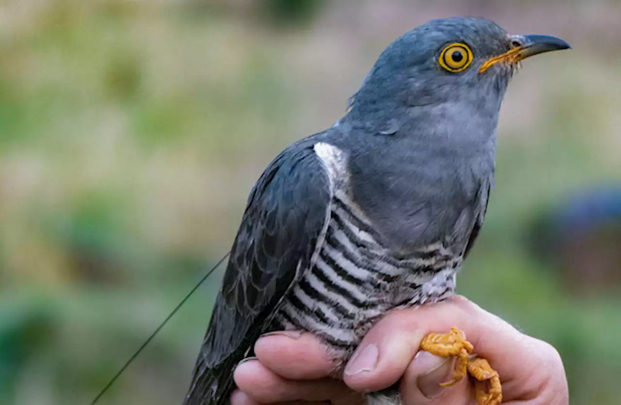 Tracking project aims to solve mystery of where Irish cuckoos migrate to in winter months