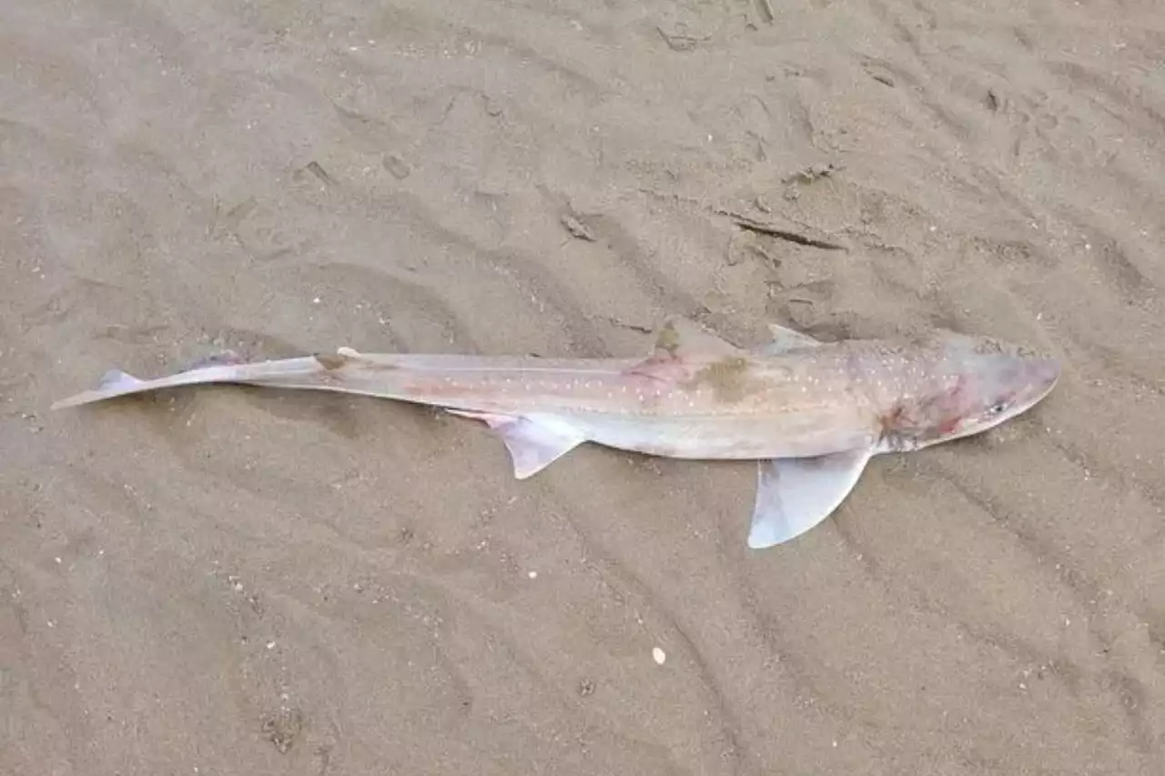 Urgent warning after dozens of sharks found on UK beach - no one knows why