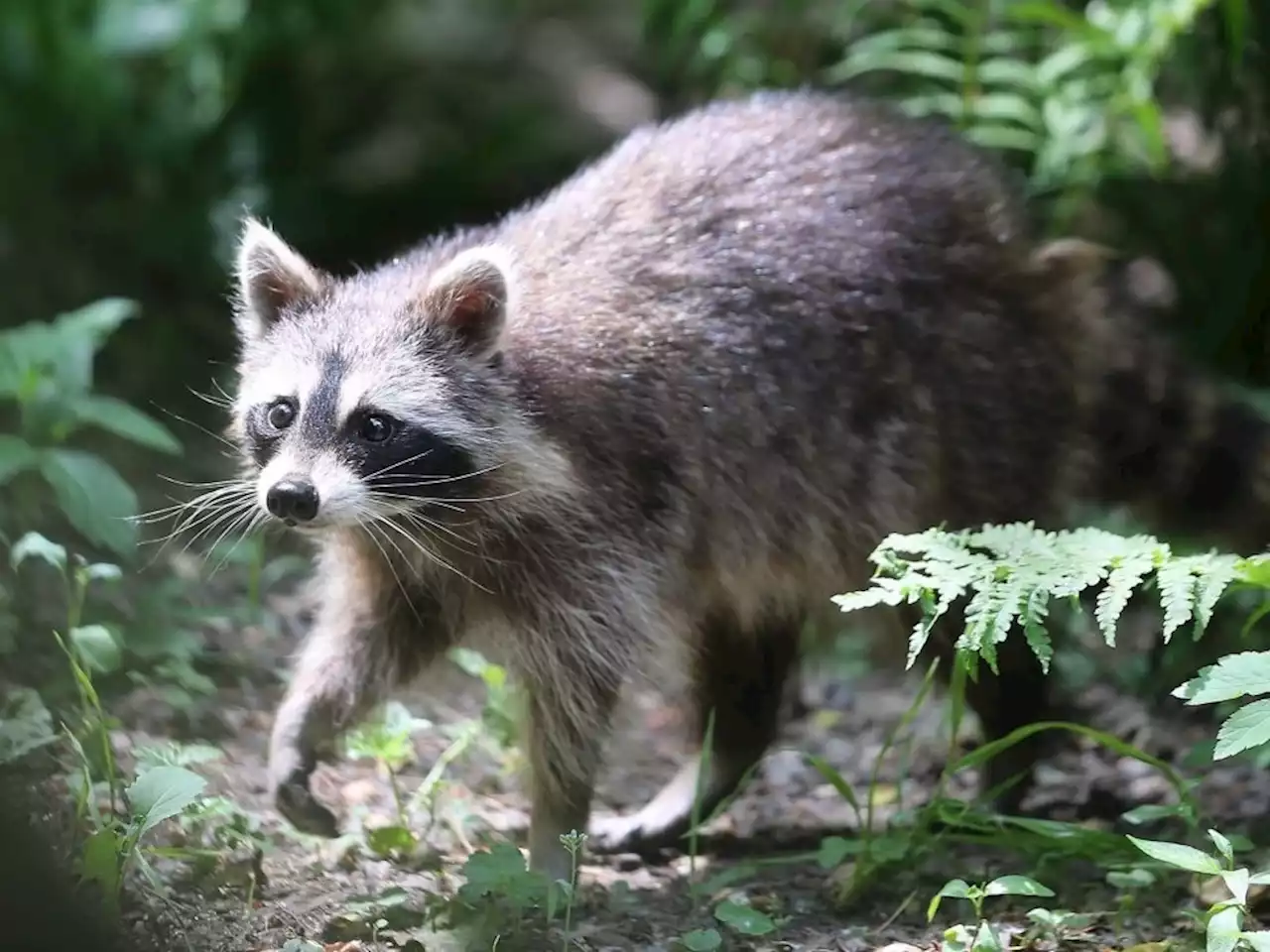 Toronto residents warned to avoid contact with raccoons