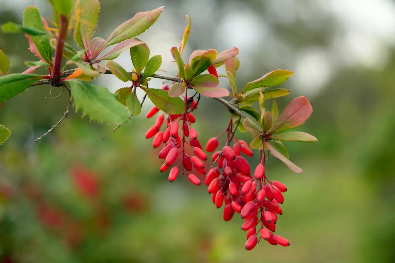 Why the Supplement Berberine Is Not 'Nature's Ozempic'