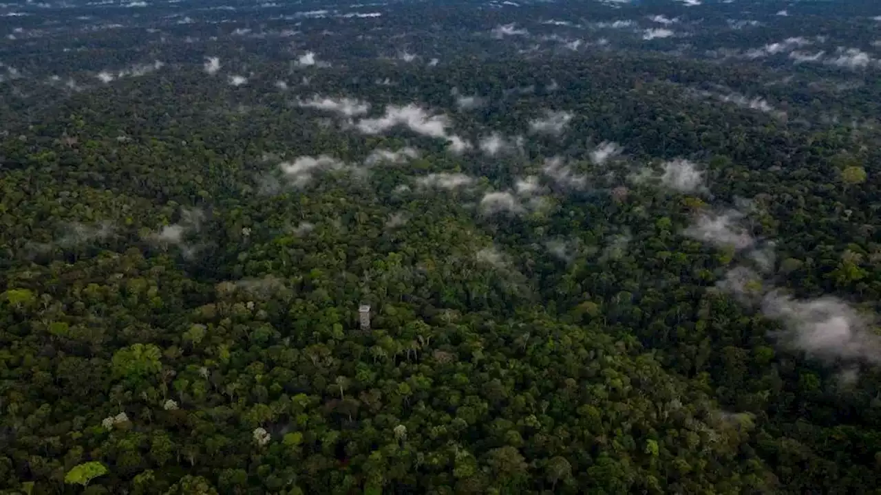 Deforestation in Brazil's Amazon falls 31% under Lula